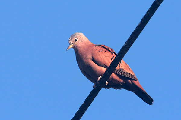 Ruddy Ground Dove